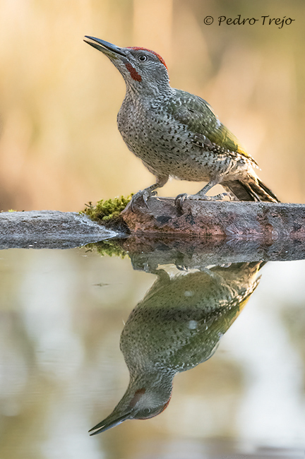 Pito real (Picus viridis)